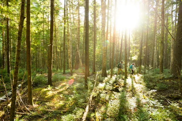 The sun peering through tall pines on a flat portion of the trail to the summit of Haystack Mountain