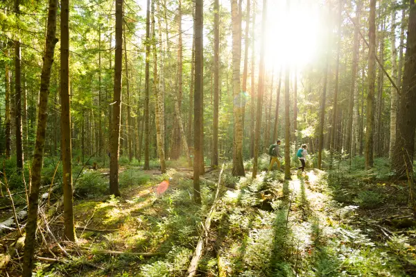 Two people walking through the bright forest