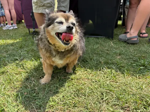 Dogs are welcome at the Keene Valley Farmer's market and this older little fluff ball is loving it.