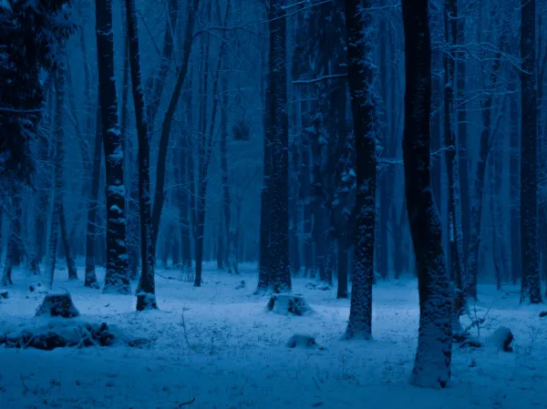 Snowy stand of trees at night with blue-tinted light shining on snow