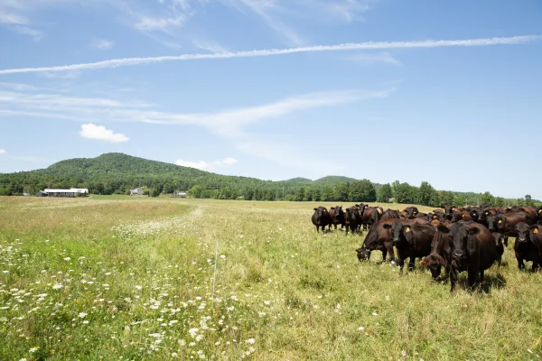 A herd of cattle graze in a green pasture. 