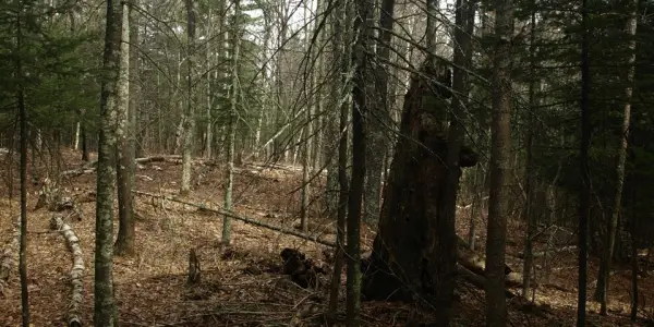 The Ridge Loop is a fine hike for children.