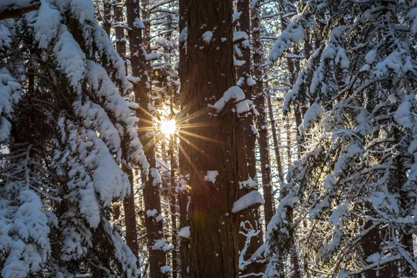 Sunlight shining through snowy pine trees