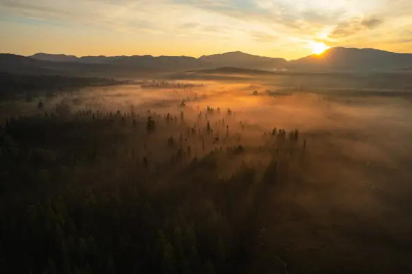 Mist in a meadow and spruce trees