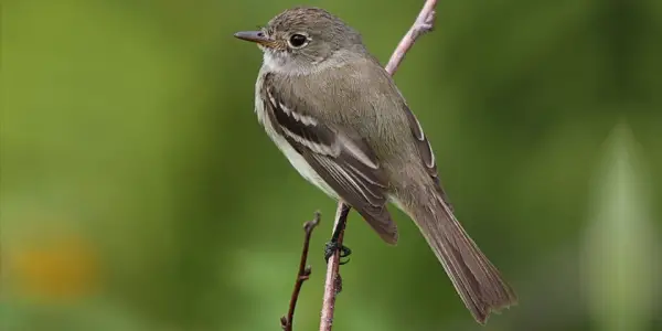 An alder flycatcher is one of the species in South Meadow.
