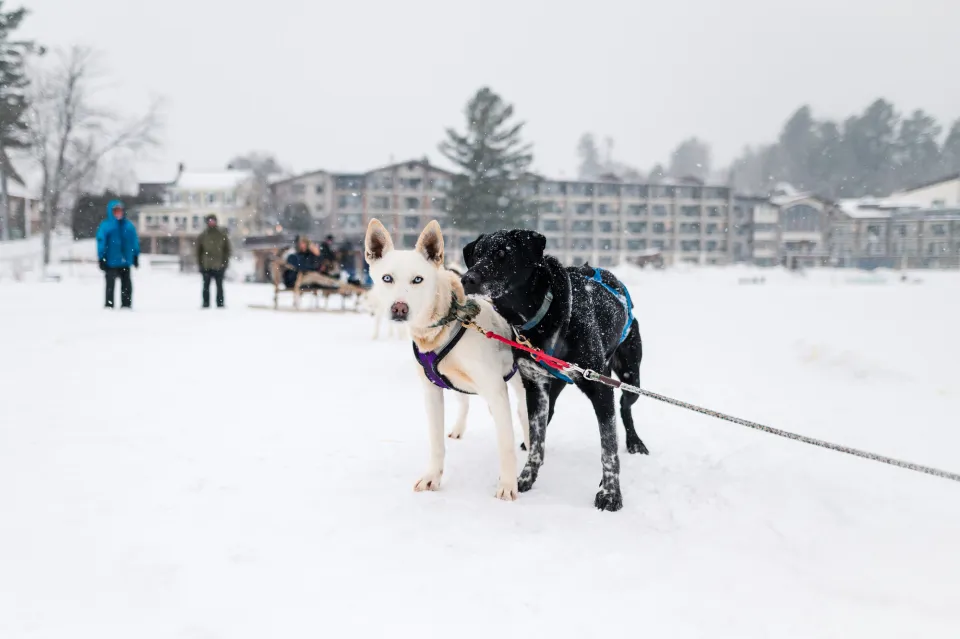 A dog sled team rests on the snow.