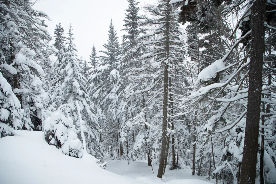 A snowy Adirondack forest