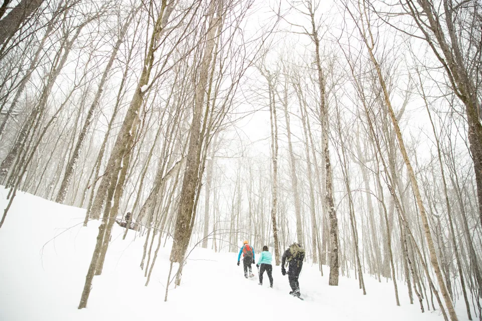 A few people snowshoeing in the forest.