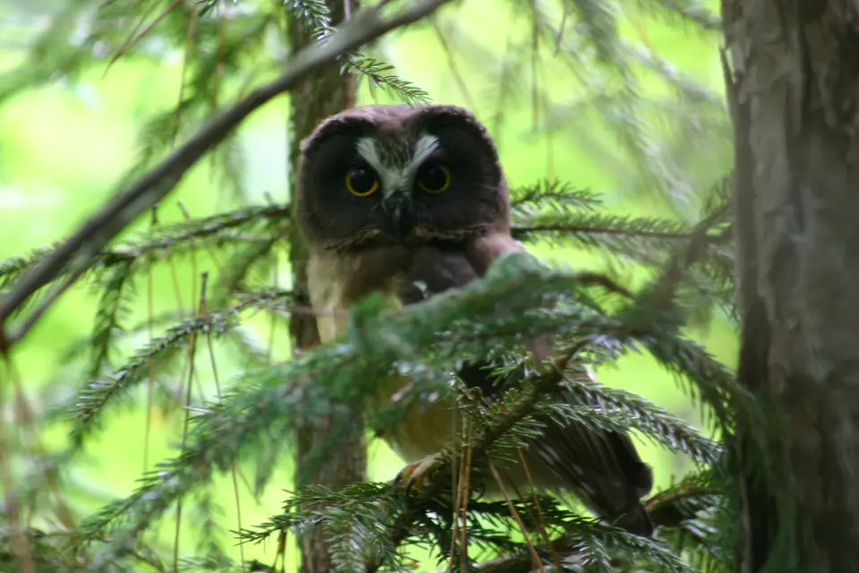 An owl looking into a camera in a wooded forest.