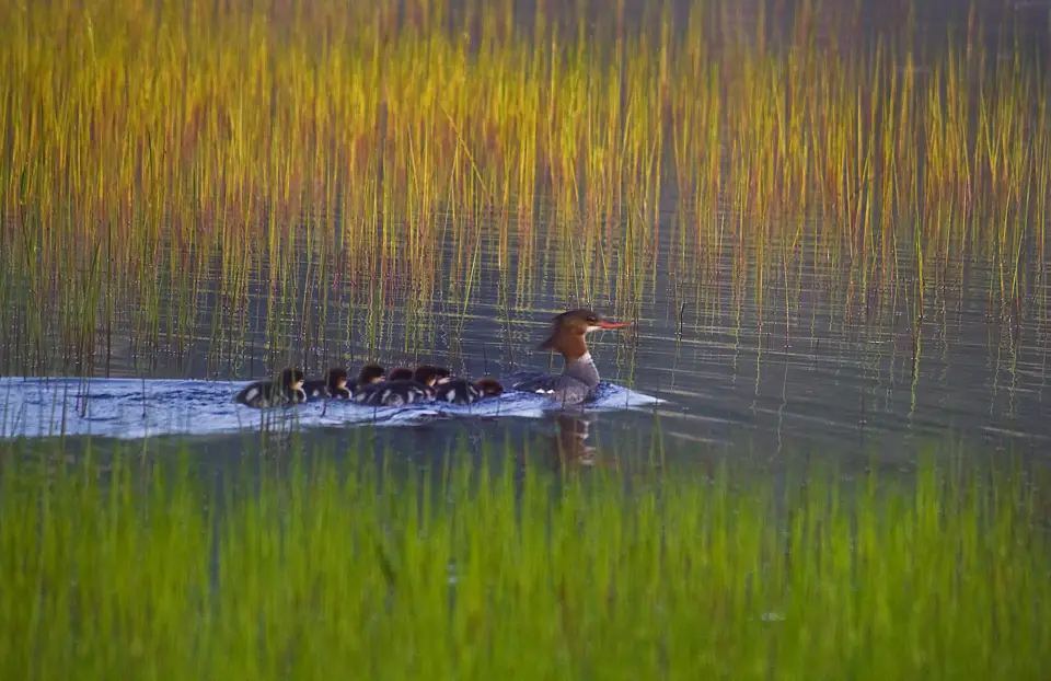 A merganzer and her babies swimming across the water during the fall.