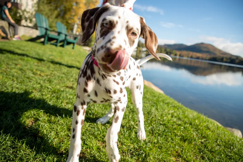 A dalmation puppy walks up to the camera with a lake in the background. 