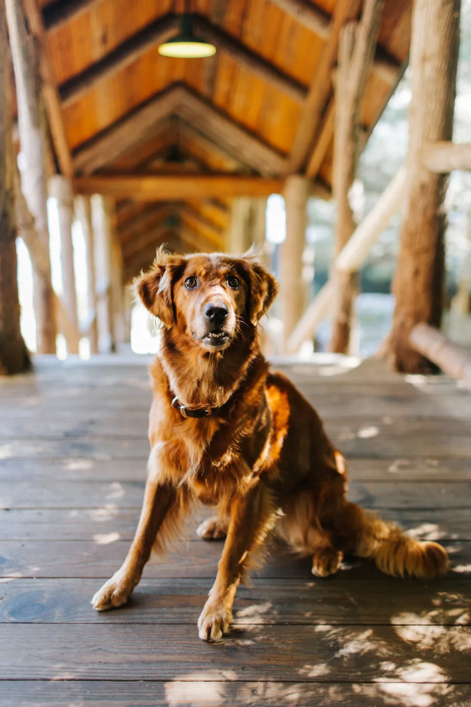 a golden retriever at a resort. 