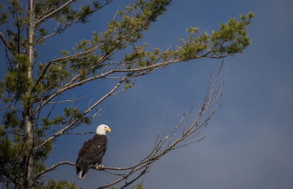 A bald eagle sitting on a branch against a blue sky background.