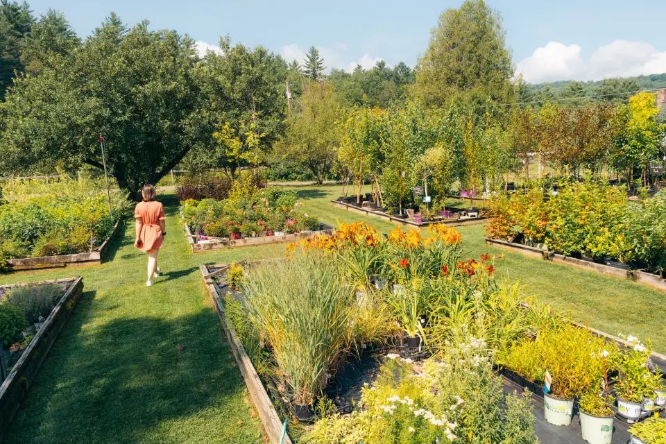 A woman walks through a flower farm