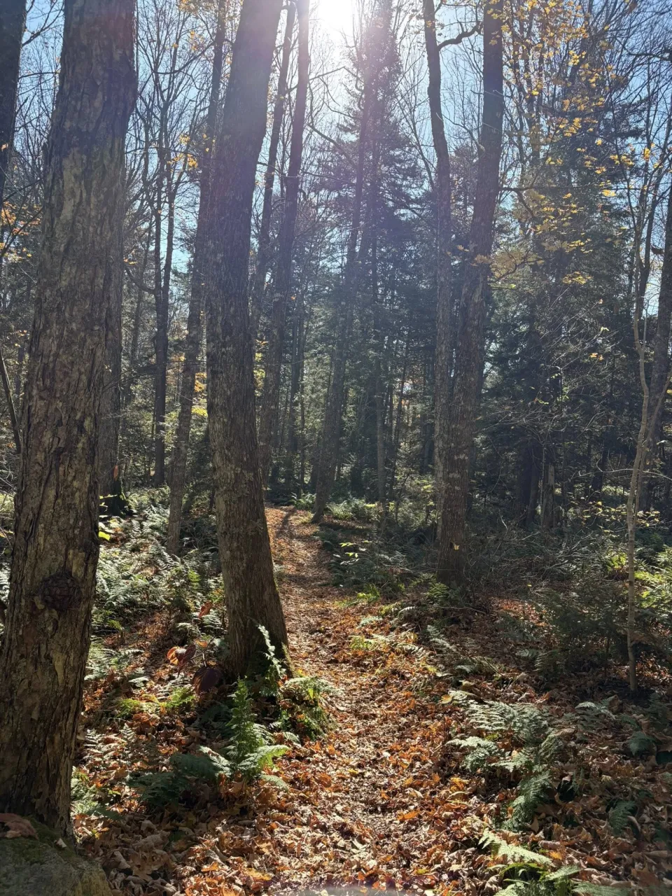 A late fall trail in Lake Placid.