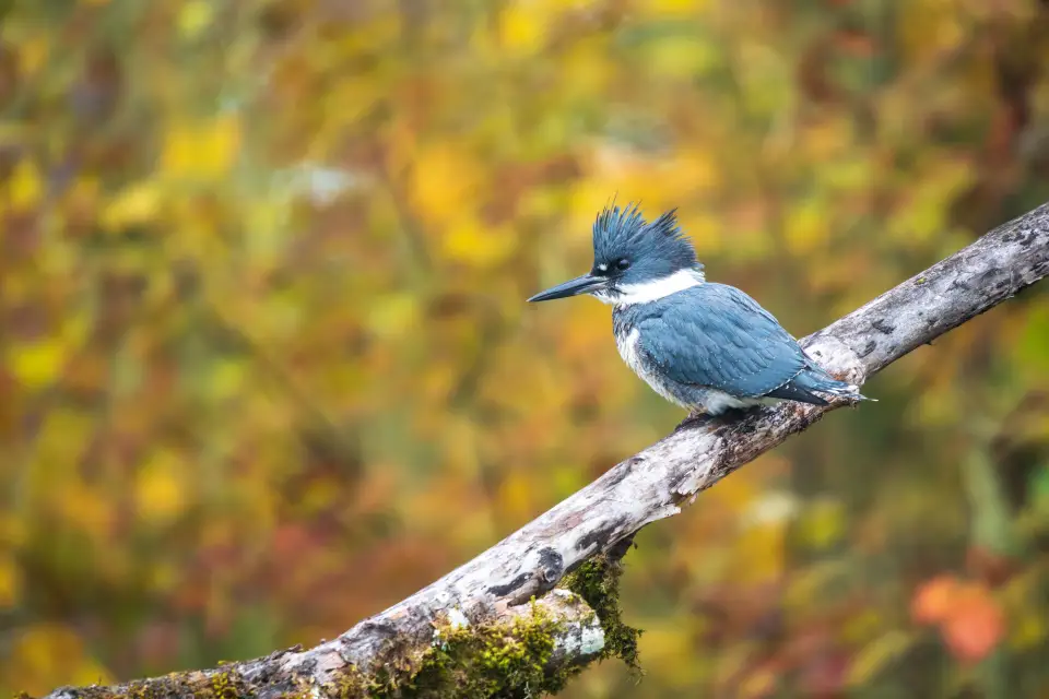 A blue kingfisher bird sitting on a branch with fall scenery.