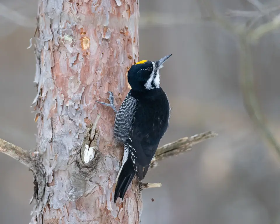 A woodpecker sitting against a tree.