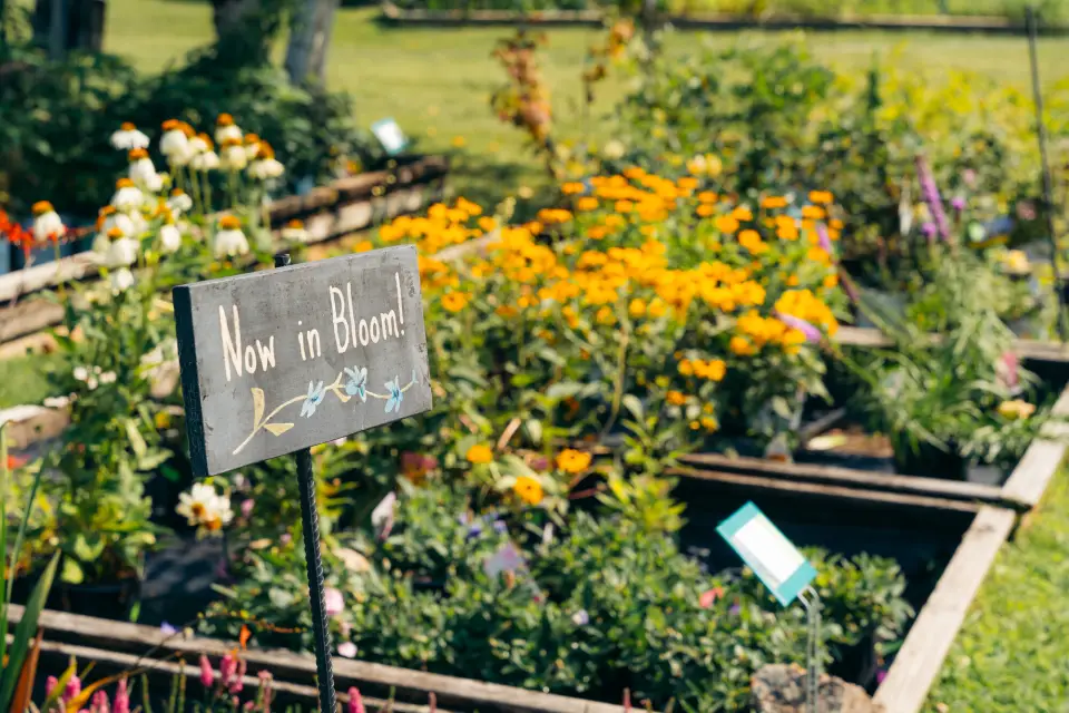 A greenhouse garden with planted flowers.