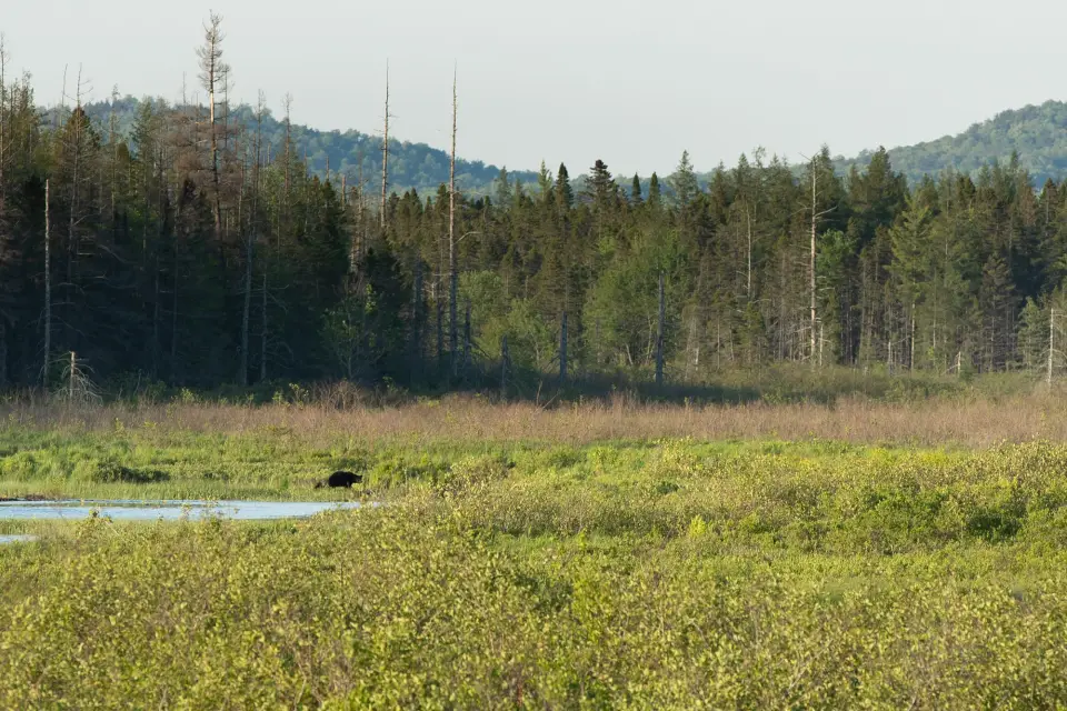 a bear walks by a river