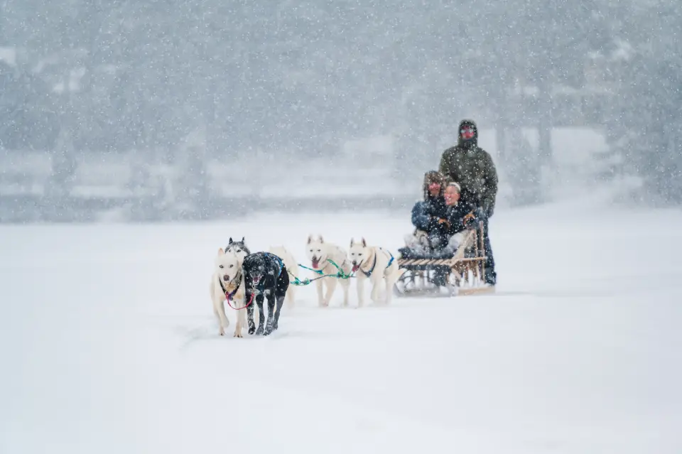 A musher guides a dog sled team in snowy conditions.