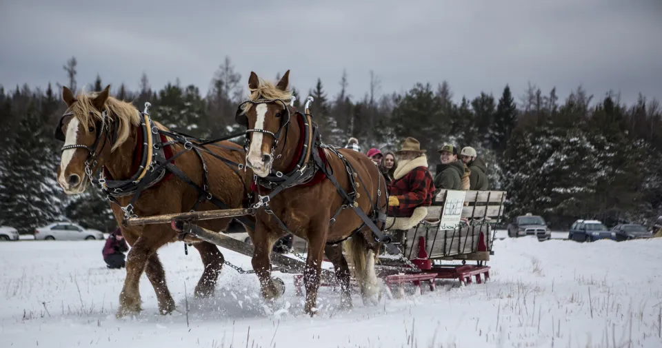 Two draft horses pull a sleigh. 