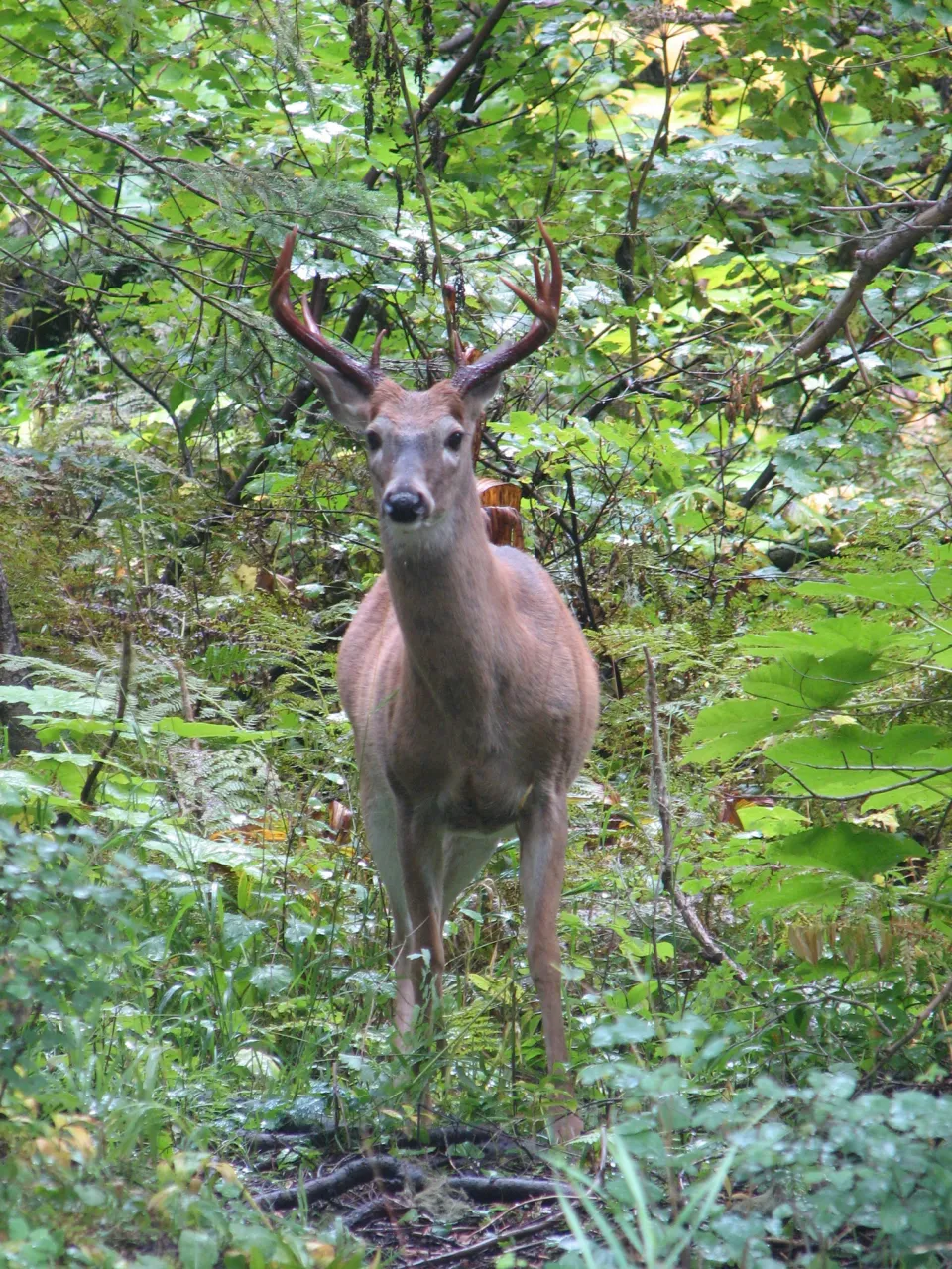 A buck looks out from the bushes.