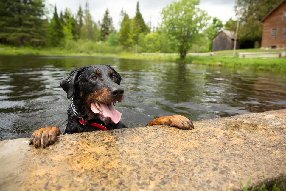 A dog holds onto the ledge of a wall on a pond. 