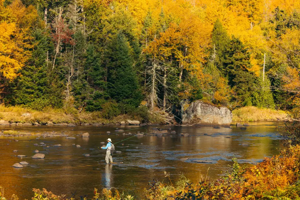 A fly fisher surrounded by brightly colored fall leaves