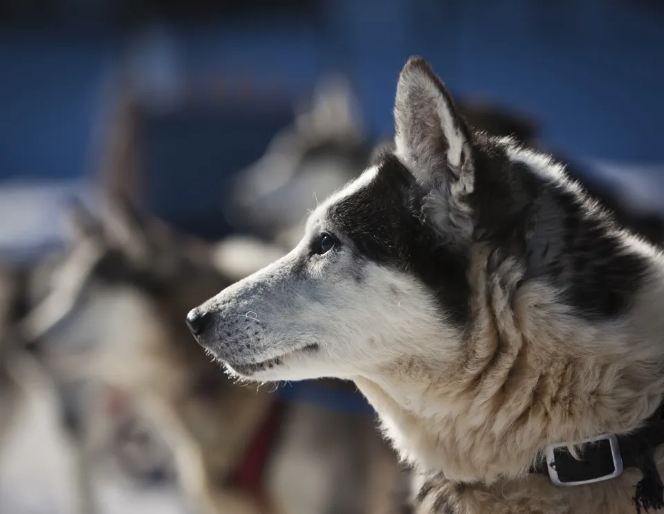 A close-up profile of a Siberian Husky.