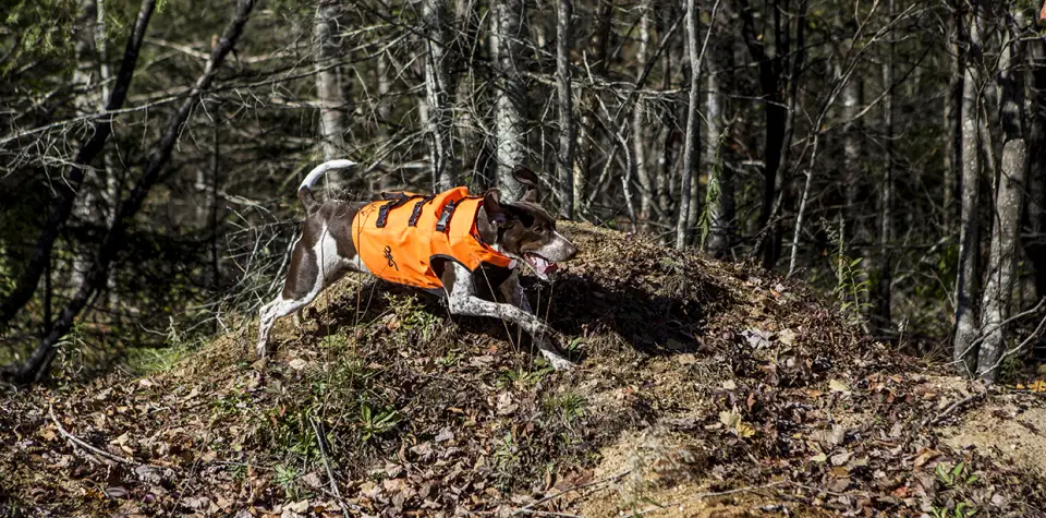 dog wearing an hunting vest runs through the forest