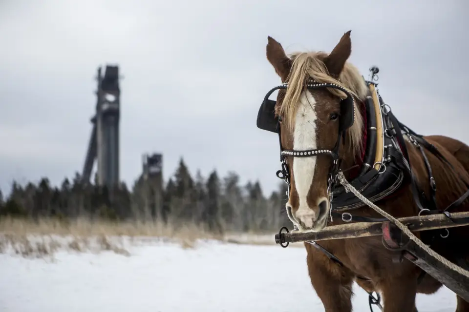 A horse in the snow with the Lake Placid ski jumps in the background